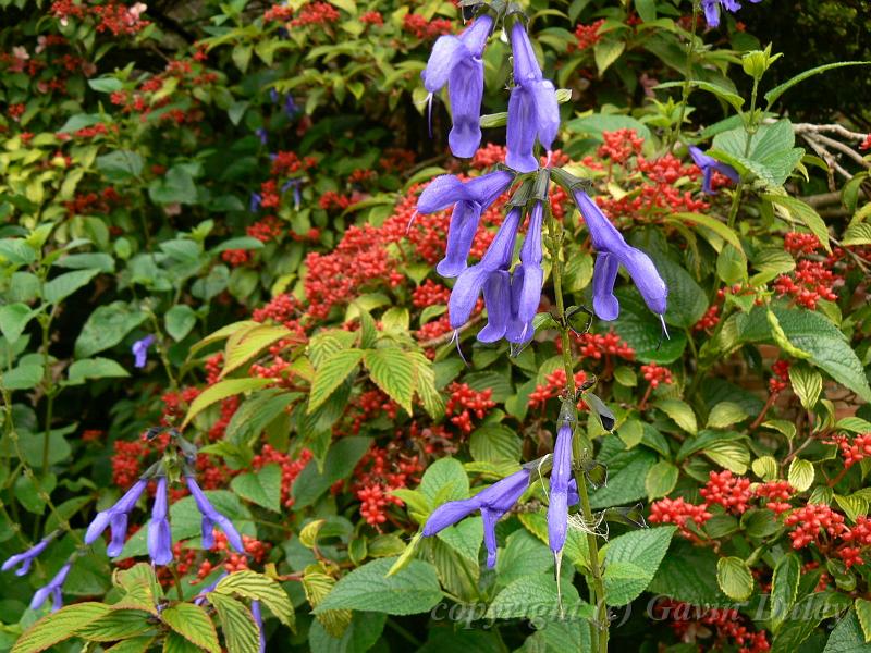 Sissinghurst Castle gardens P1120719.JPG